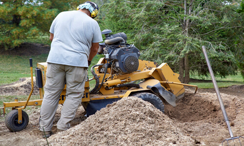 Tree Stump Removal and Grinding