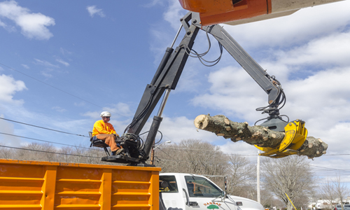 Trimmed tree trunk being removed tree removal grapevine